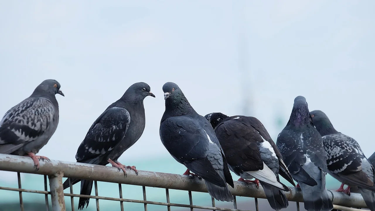 A importância do controle de pombos