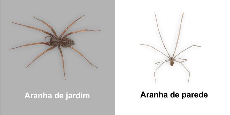 Controle de Aranhas