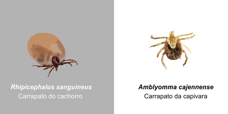 Controle de Carrapatos
