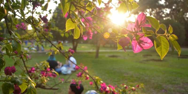 Quais são as pragas da primavera?