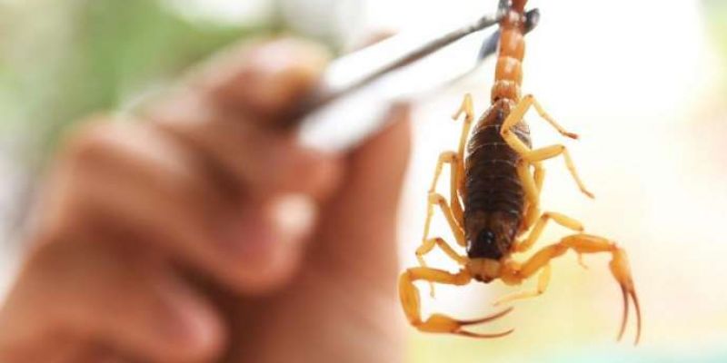 Escorpiões combater de forma eficaz