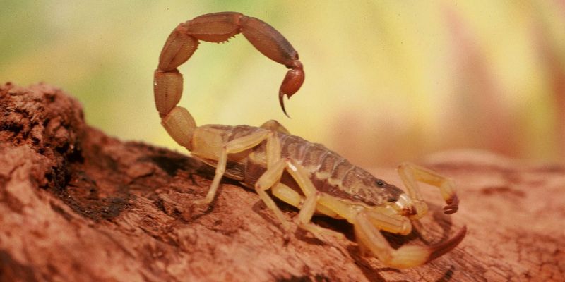 O que fazer e o que não fazer em caso de acidente com escorpiões
