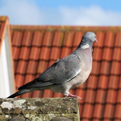 Controle de Aves